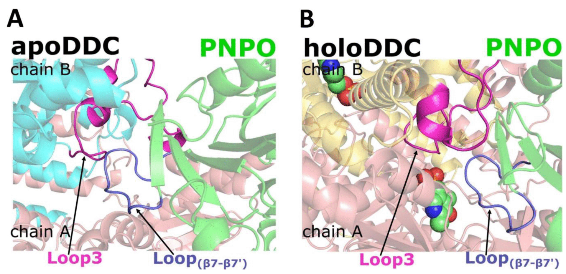 PNPCoda: Explanation for Beginners