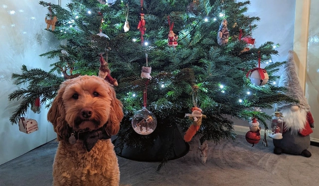 5 Best Pet Shops in Sheffield - Find essentials for your animal companions