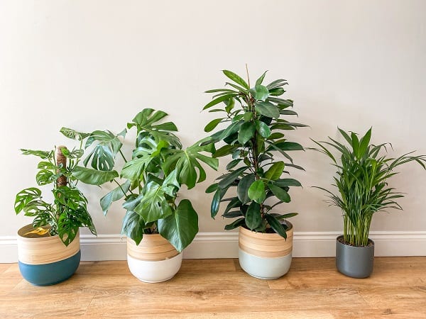 5 Best Indoor Plant Shops in Sheffield - Explore greenery for your household rooms